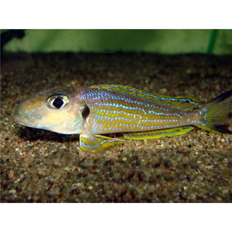 Xenotilapia ochrogenys karilani - imagine 4